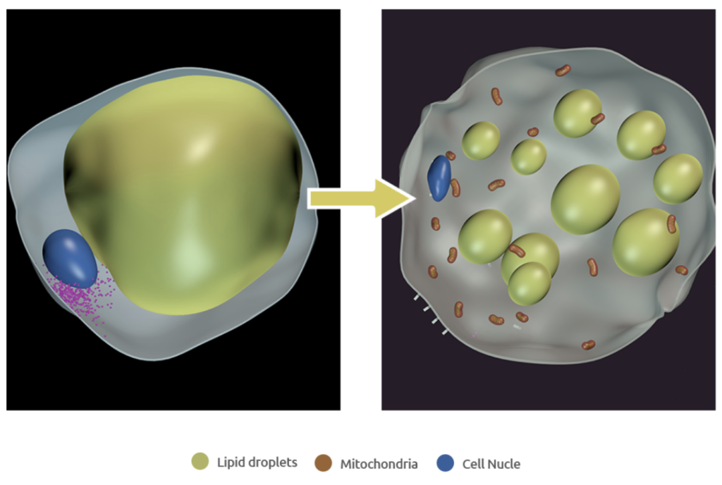 Lipid droplets, Mitochondria, Cell Nuclea